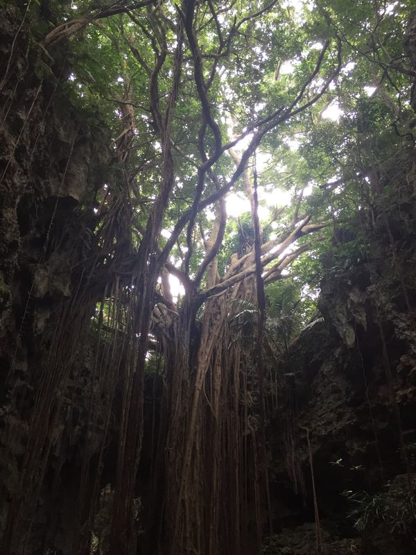 日本・沖縄県「沖縄本島」の写真：ガンガラーの谷へ。神秘的でした。
カキ氷...