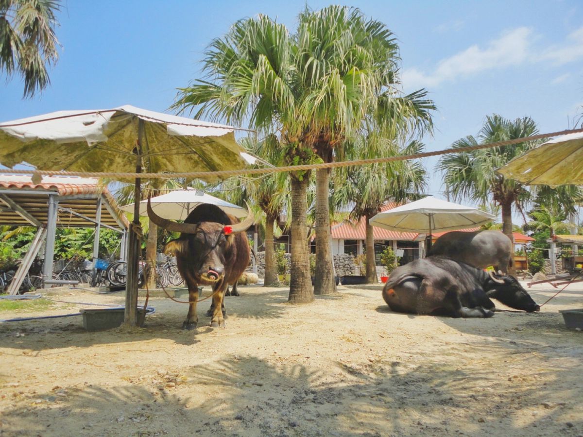 in 竹富島*°

水牛車観光🐮🌱
お兄さんが三線を弾きながら沢山歌ってく...