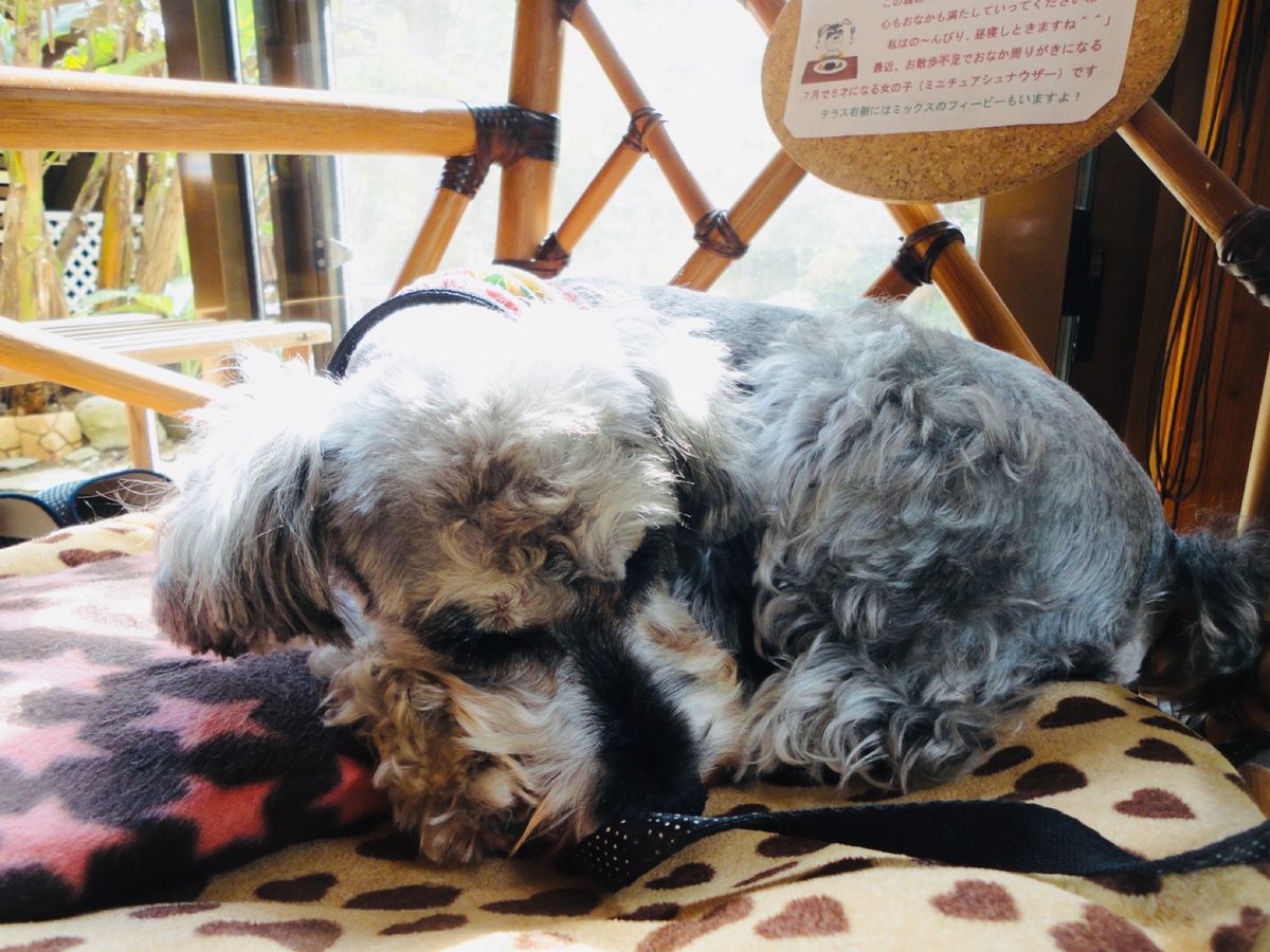 森カフェ🌳🍃

沖縄本島の本部町にある『cafe ichara(イチャラ)...