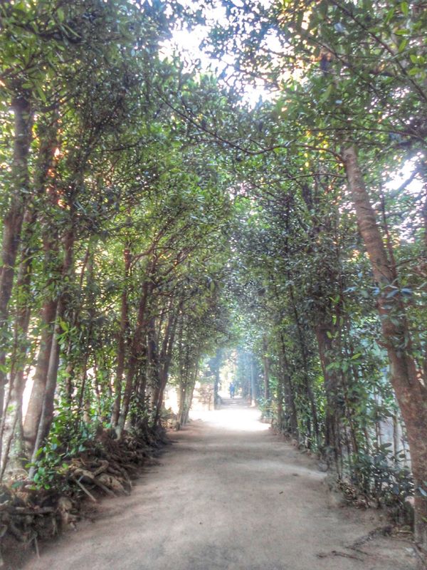 日本・竹富島「Japan🇯🇵沖縄Life🌺🍍」の写真：備瀬のフクギ並木*°

並木街道に入ると...