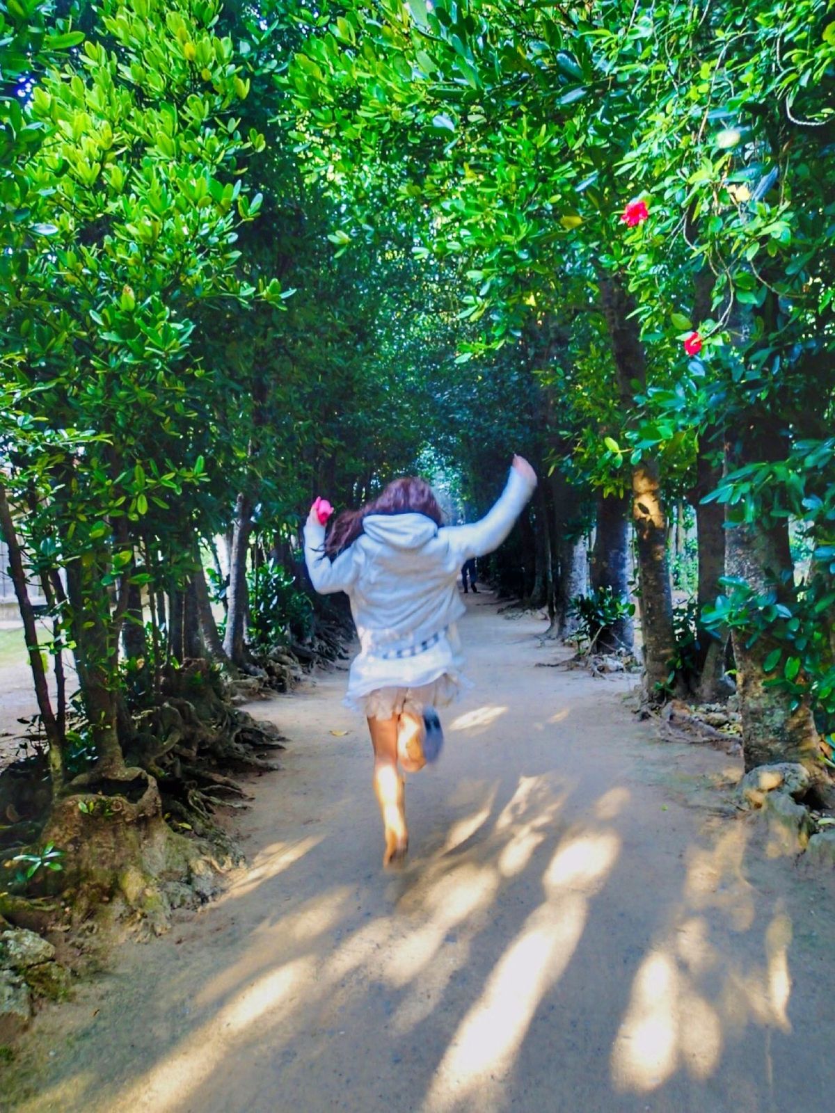 備瀬のフクギ並木*°

並木街道に入ると落ち着いた静けさに包まれ、木漏れ日...