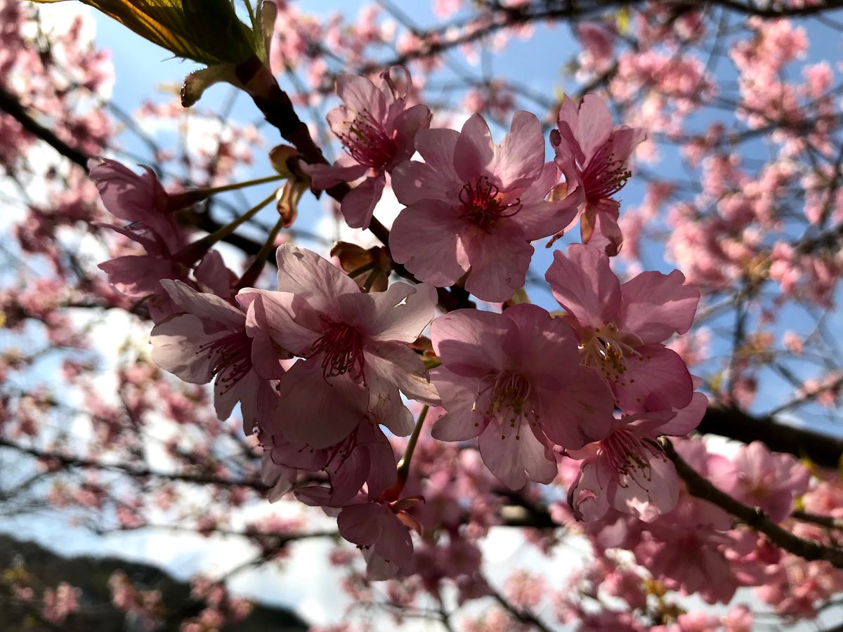 駐車場も奥の中学校まで行ってやっと停められました。