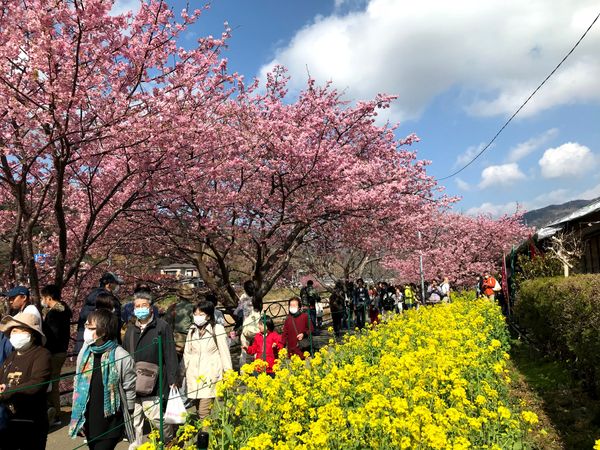 日本・静岡県「河津桜祭り」の写真：駐車場も奥の中学校まで行ってやっと停めら...