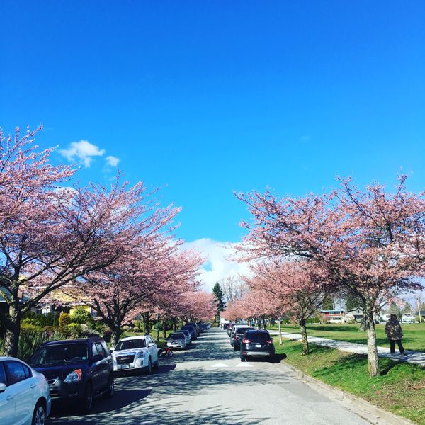 カナダ・バンクーバー「バンクーバー留学」の写真