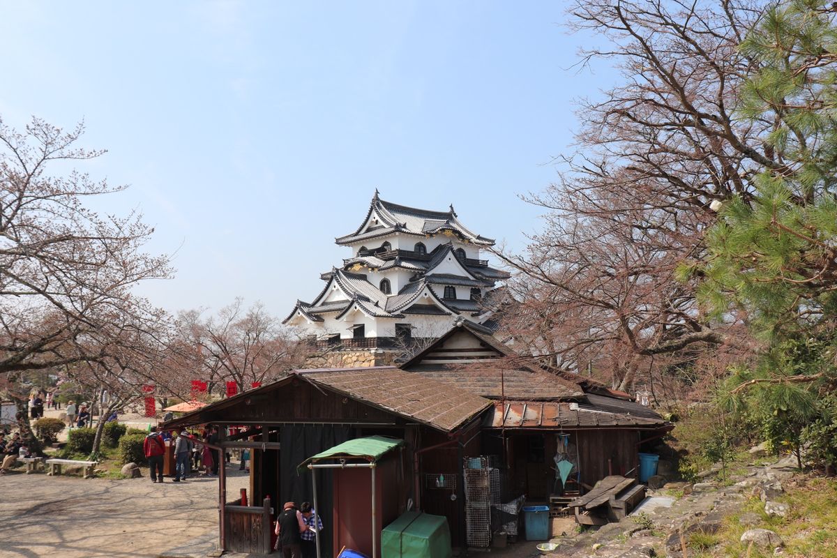 彦根城
あったかくて花粉がつらかったけど楽しかった