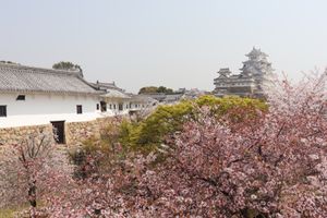 
さくら×姫路城