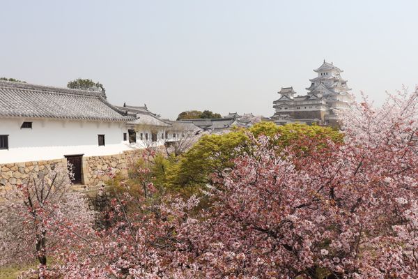 日本・姫路城「青春18きっぷの旅-姫路城」の写真：
さくら×姫路城