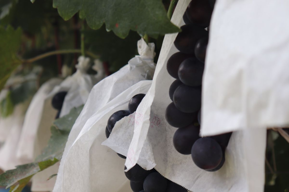 中川村のぶどう畑

これも友だちが撮ってくれた写真