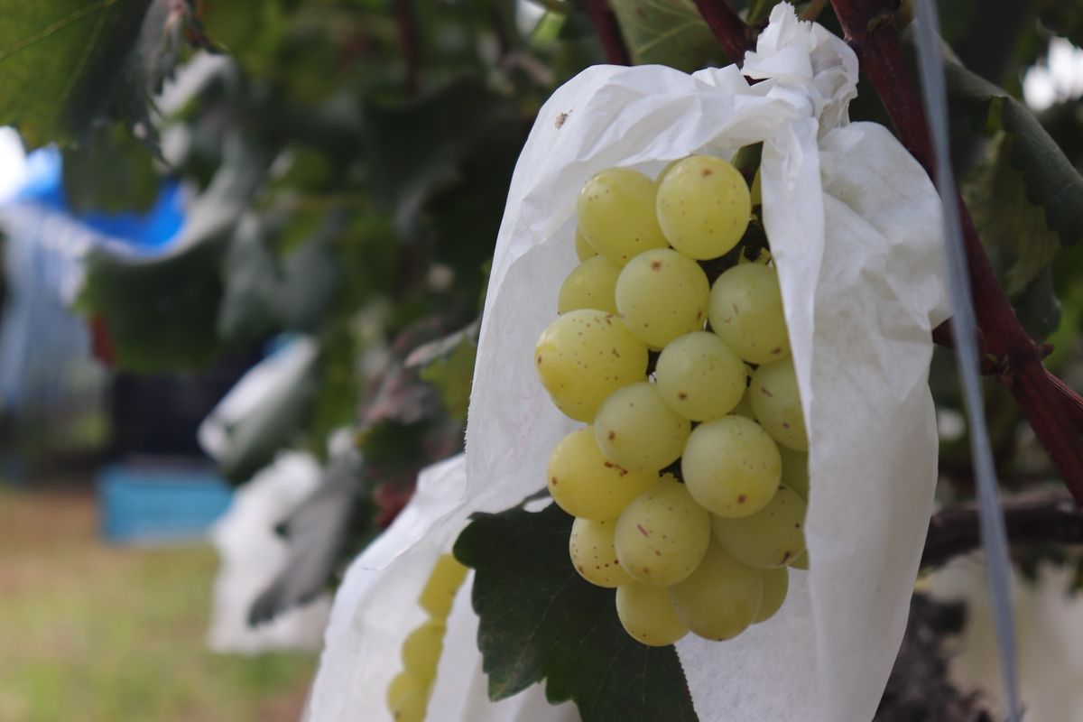 中川村のぶどう畑

これも友だちが撮ってくれた写真