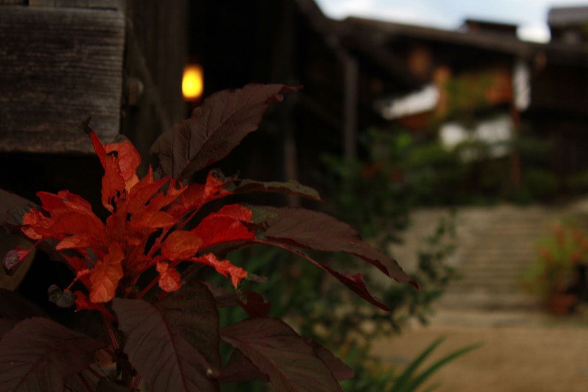 妻籠宿（南木曽）

友だちが撮ってくれためっちゃ素敵な写真
