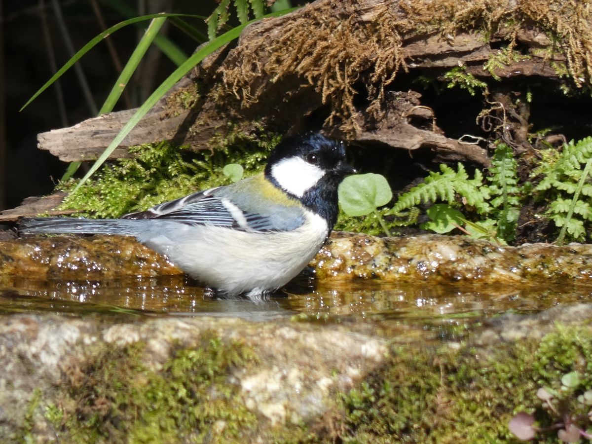 バードパスにはメジロやシジュウカラ、アオジが遊びに来てくれました。