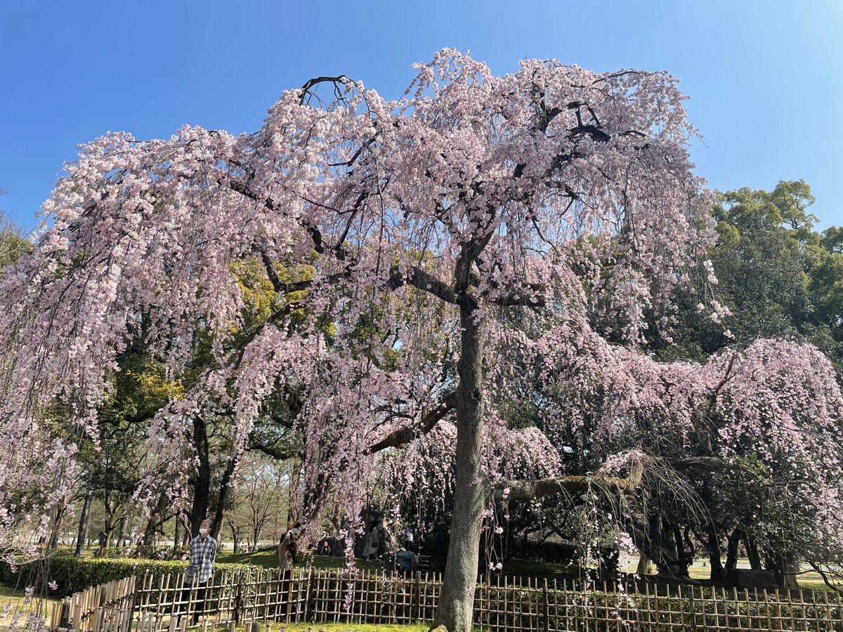 京都御苑の枝垂れ桜が見頃でした。