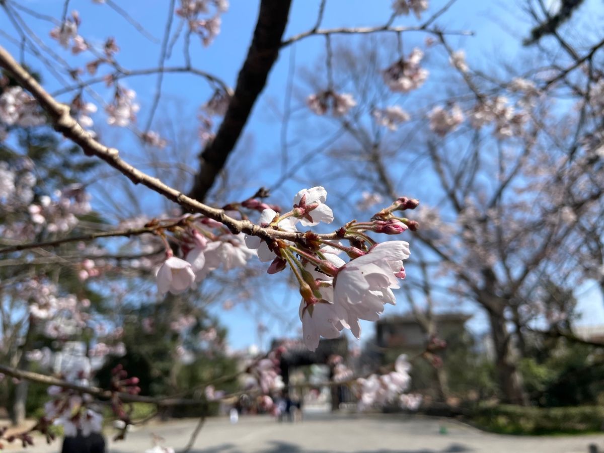 京都御苑の枝垂れ桜が見頃でした。
