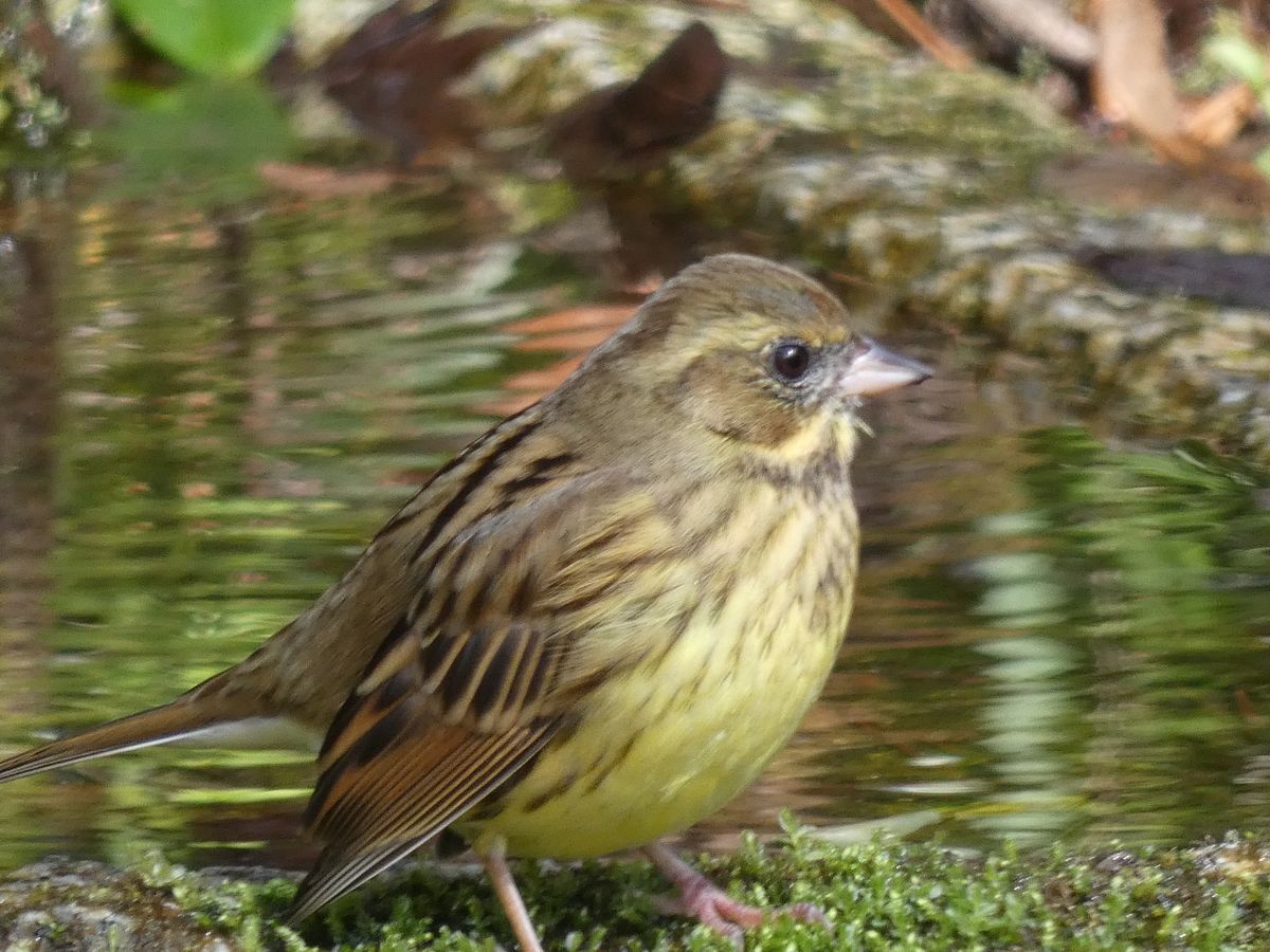 バードパスにはメジロやシジュウカラ、アオジが遊びに来てくれました。