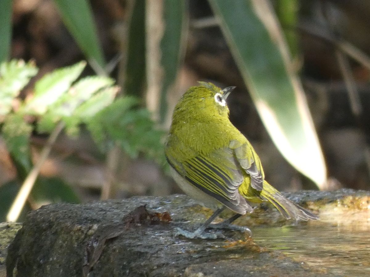 バードパスにはメジロやシジュウカラ、アオジが遊びに来てくれました。