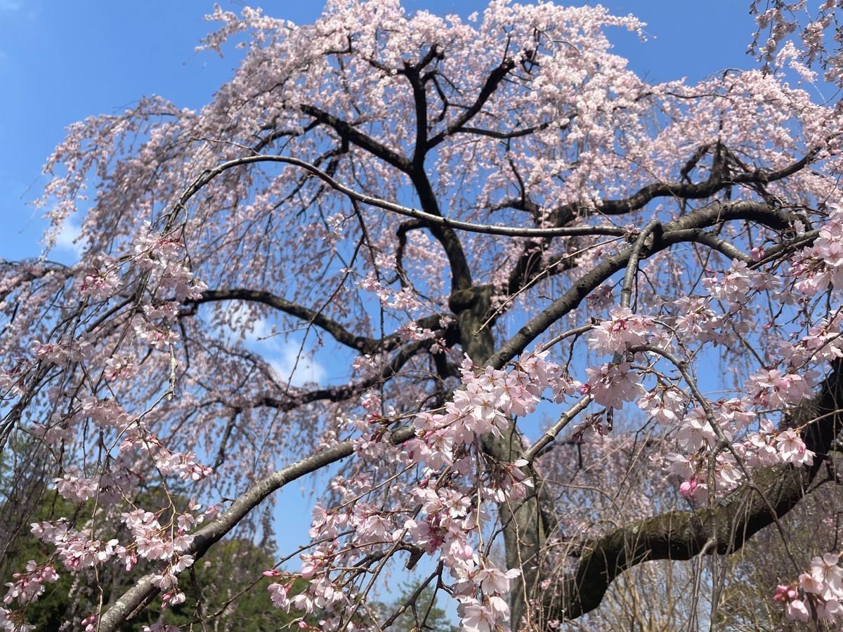 京都御苑の枝垂れ桜が見頃でした。