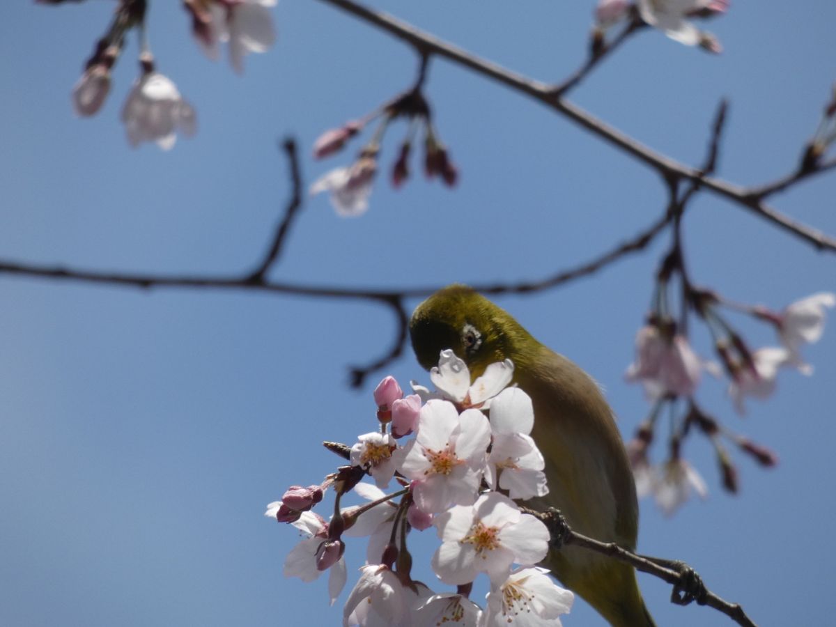 バードパスにはメジロやシジュウカラ、アオジが遊びに来てくれました。