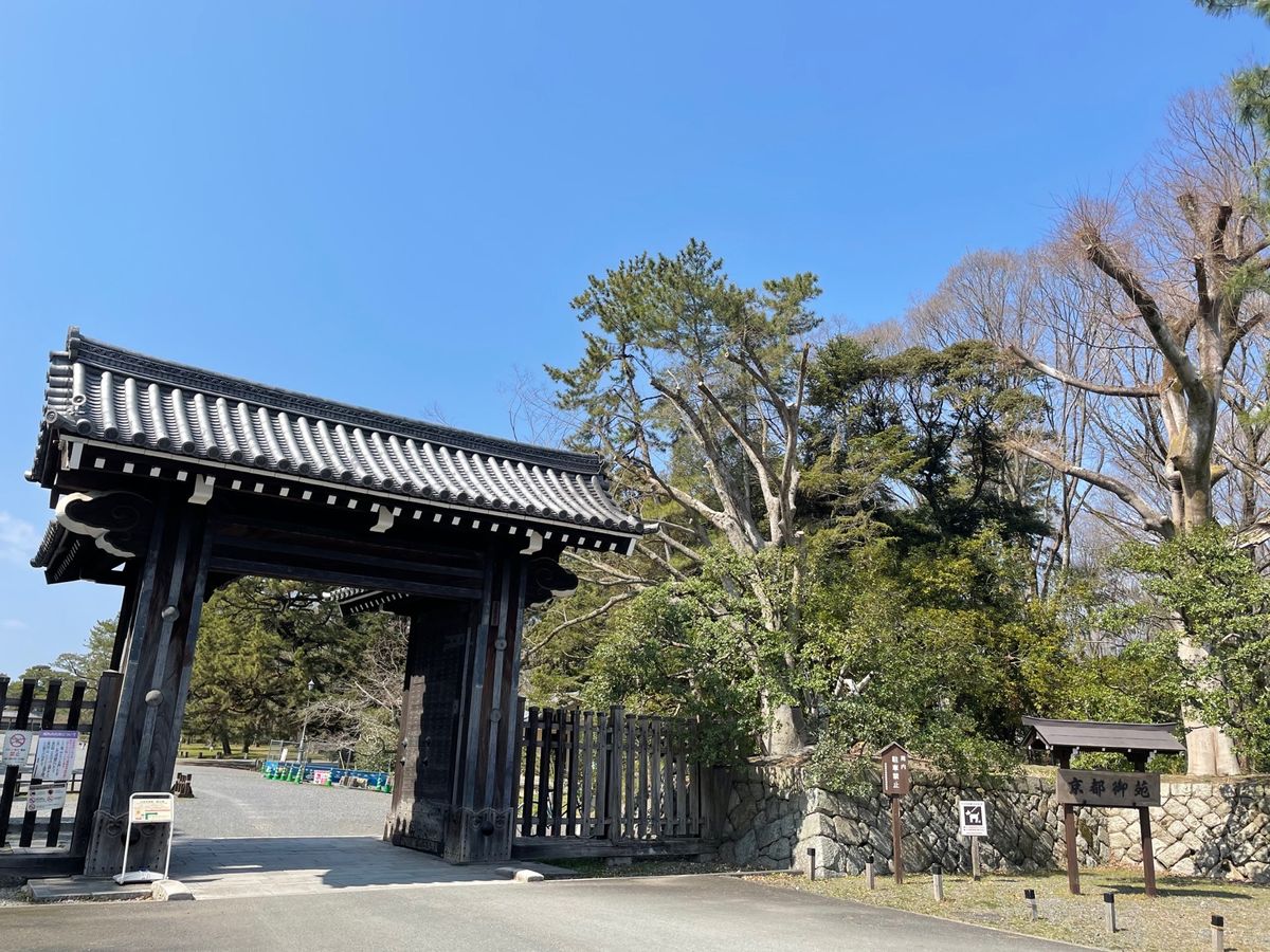 京都御苑の枝垂れ桜が見頃でした。