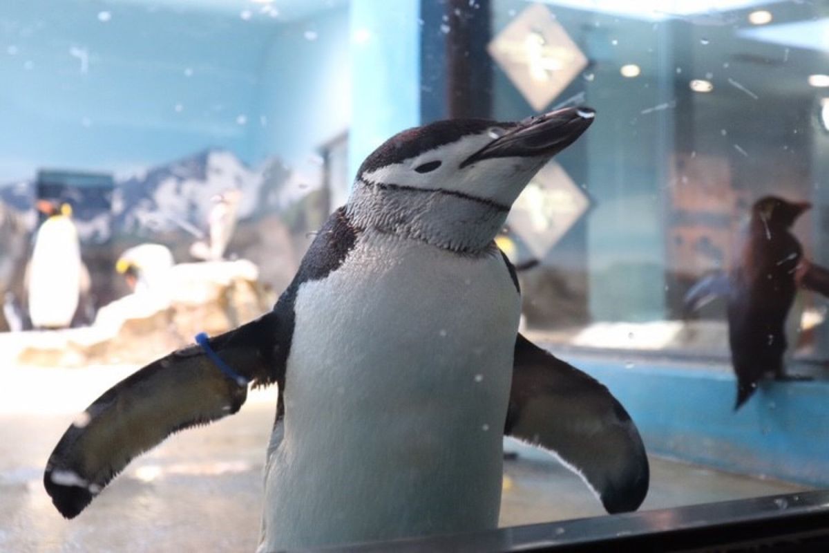
かわいいアゴヒゲペンギン
長崎ペンギン水族館