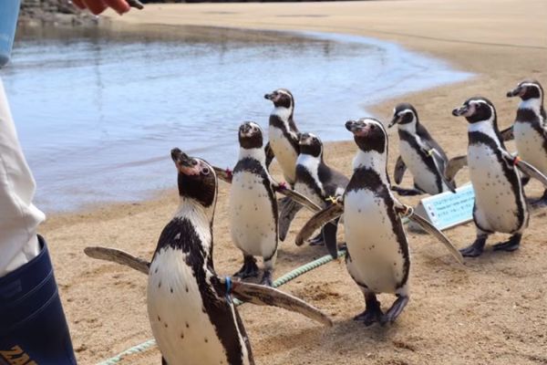 日本・長崎県「ペンギンを愛でる旅」の写真：
長崎
大好きなフンボルトペンギン
長崎...