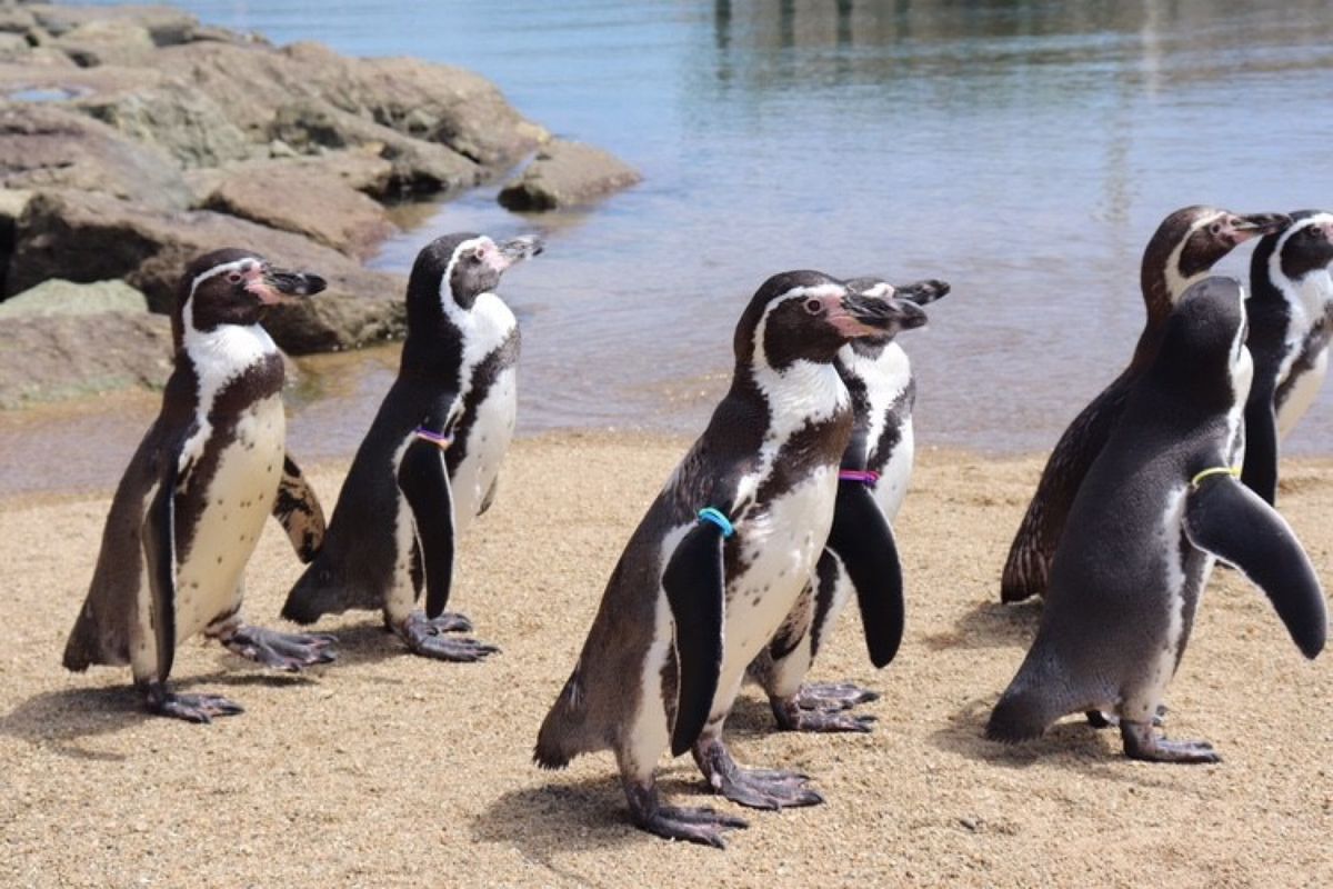 
長崎
大好きなフンボルトペンギン
長崎ペンギン水族館