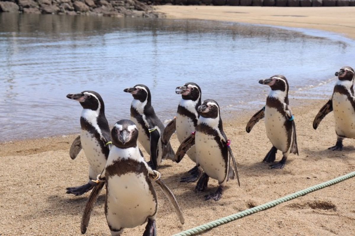 
長崎
大好きなフンボルトペンギン
長崎ペンギン水族館