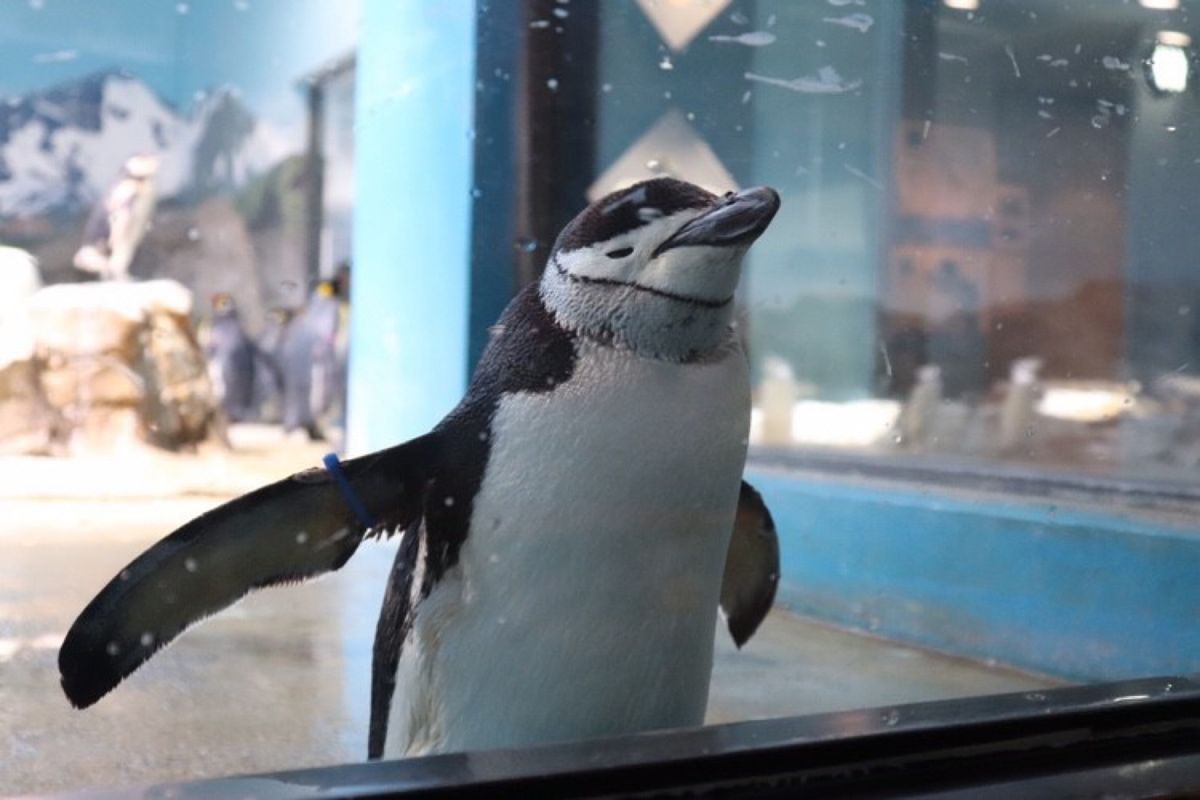 
かわいいアゴヒゲペンギン
長崎ペンギン水族館