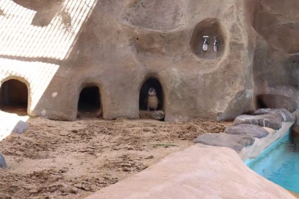 日本・長崎県「ペンギンを愛でる旅」の写真：
見れたのが嬉しすぎた
コガタペンギン（...