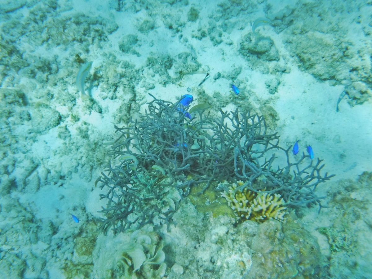 22nd Feb. 2016 pic📷

海の世界°･🐠
透明度最高っっ👀💕