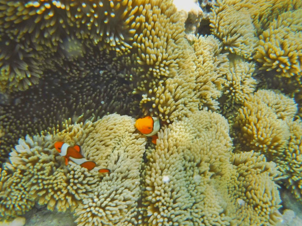 22nd Feb. 2016 pic📷

Clownfish°･🐠
カクレ...