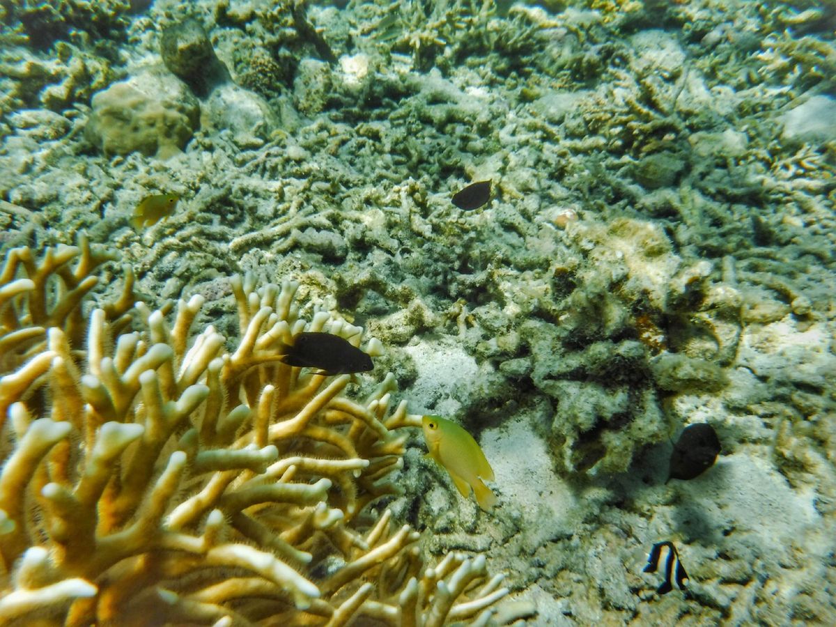 22nd Feb. 2016 pic📷

Moorish idol°･🐠
...