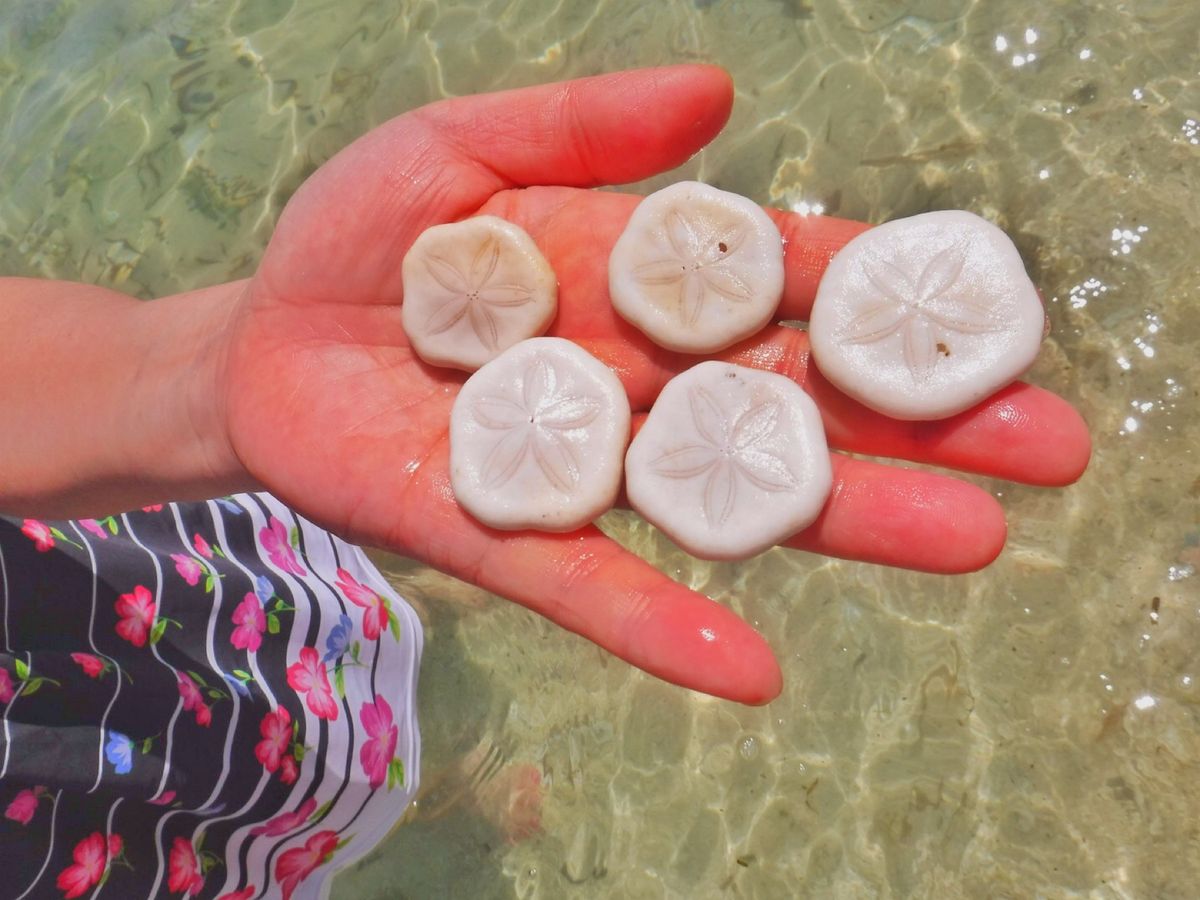 21st Feb. 2016 pic📷

Sea biscuit🍪
タコノ...