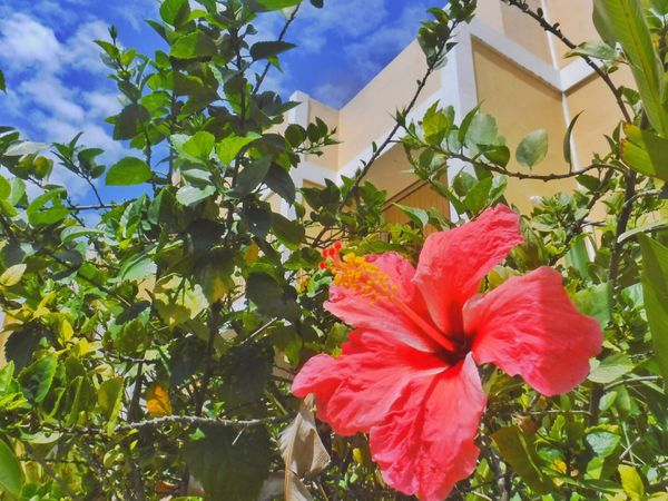 フィリピン・セブ島「Philippines🇵🇭Cebu 第5回母娘旅行👩‍👧」の写真：23rd Feb. 2016 pic📷
...