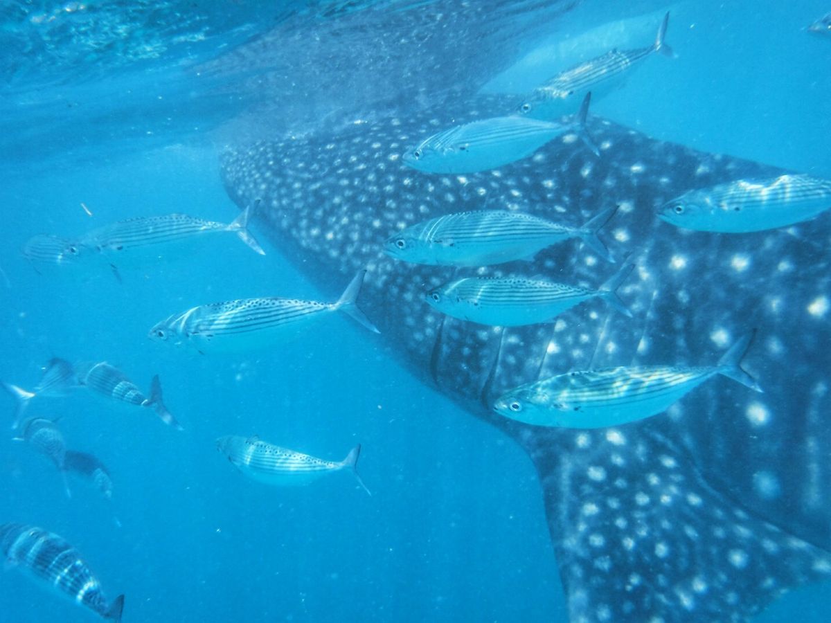 22nd Feb. 2016 pic📷

Whale shark🦈
ジンベ...