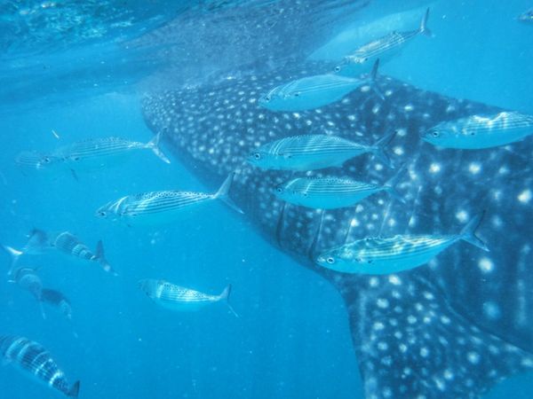 フィリピン・セブ島「Philippines🇵🇭Cebu 第5回母娘旅行👩‍👧」の写真：22nd Feb. 2016 pic📷
...