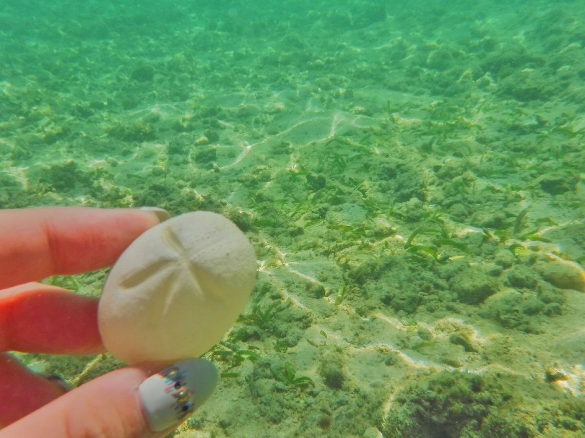 21st Feb. 2016 pic📷

Sea biscuit🍪
タコノ...