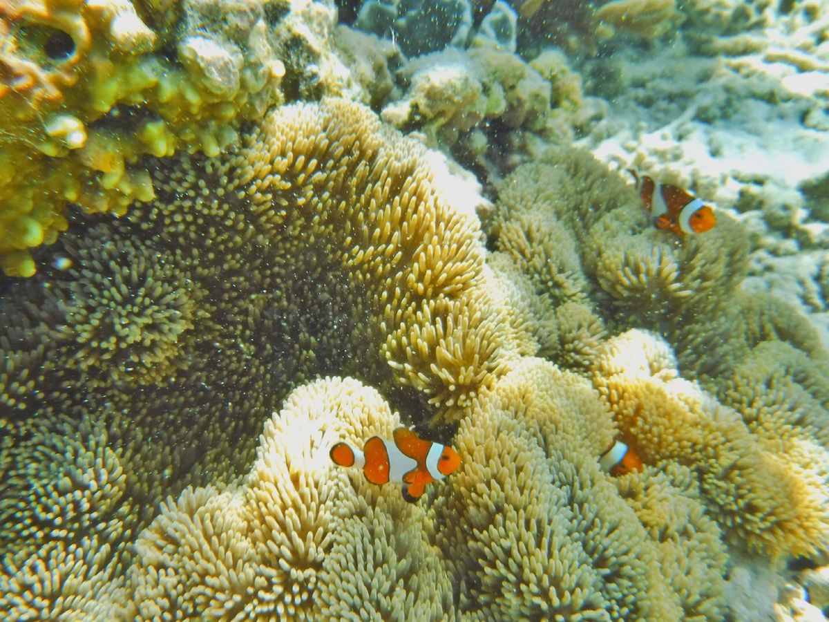 22nd Feb. 2016 pic📷

Clownfish°･🐠
カクレ...