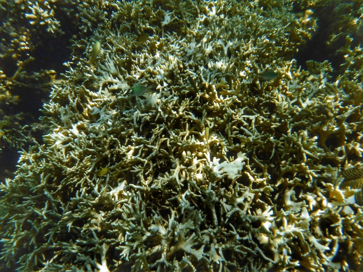 22nd Feb. 2016 pic📷

ジンベイザメから移動してシュノー...