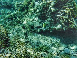 22nd Feb. 2016 pic📷

Moorish idol°･🐠
...