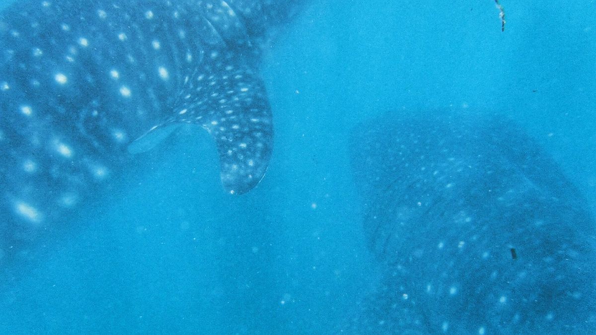 22nd Feb. 2016 pic📷

Whale shark🦈
ジンベ...
