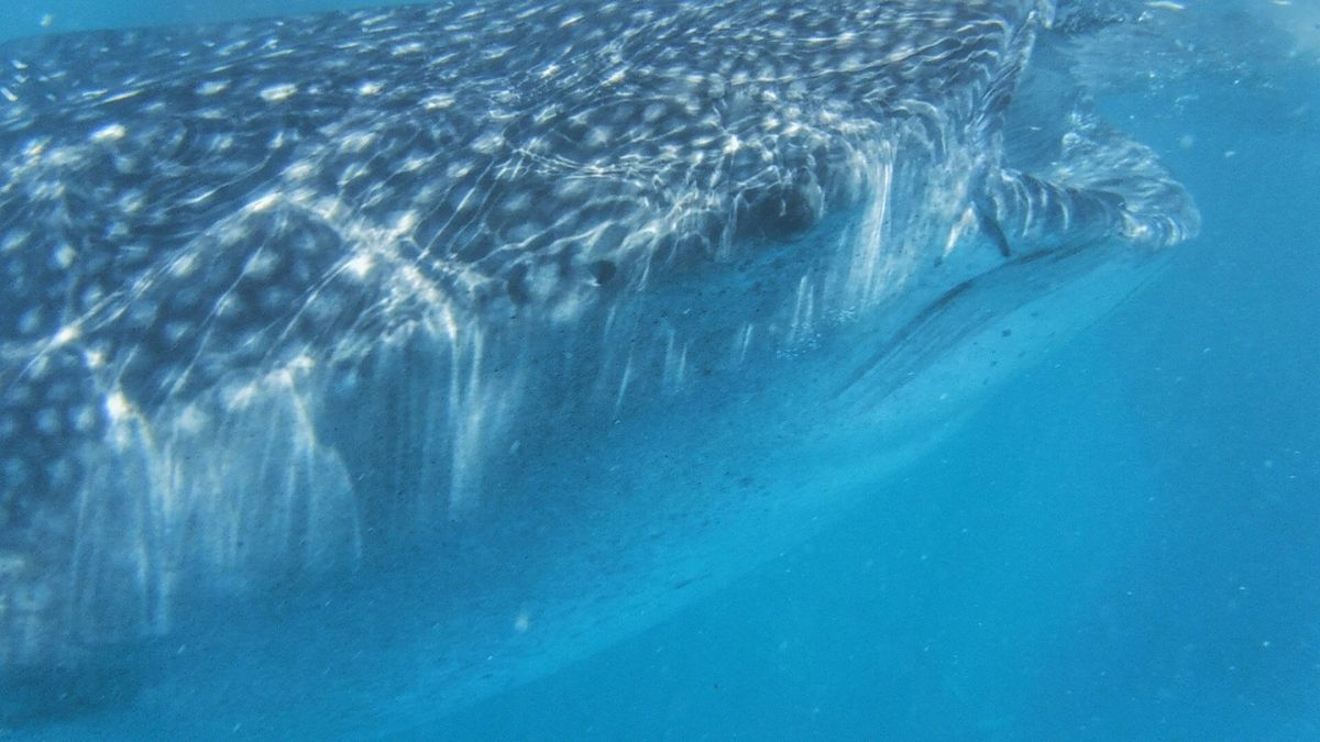 22nd Feb. 2016 pic📷

Whale shark🦈
ジンベ...