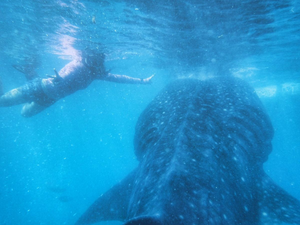 22nd Feb. 2016 pic📷

わーい♡
一緒に泳いでる〜🦈*°