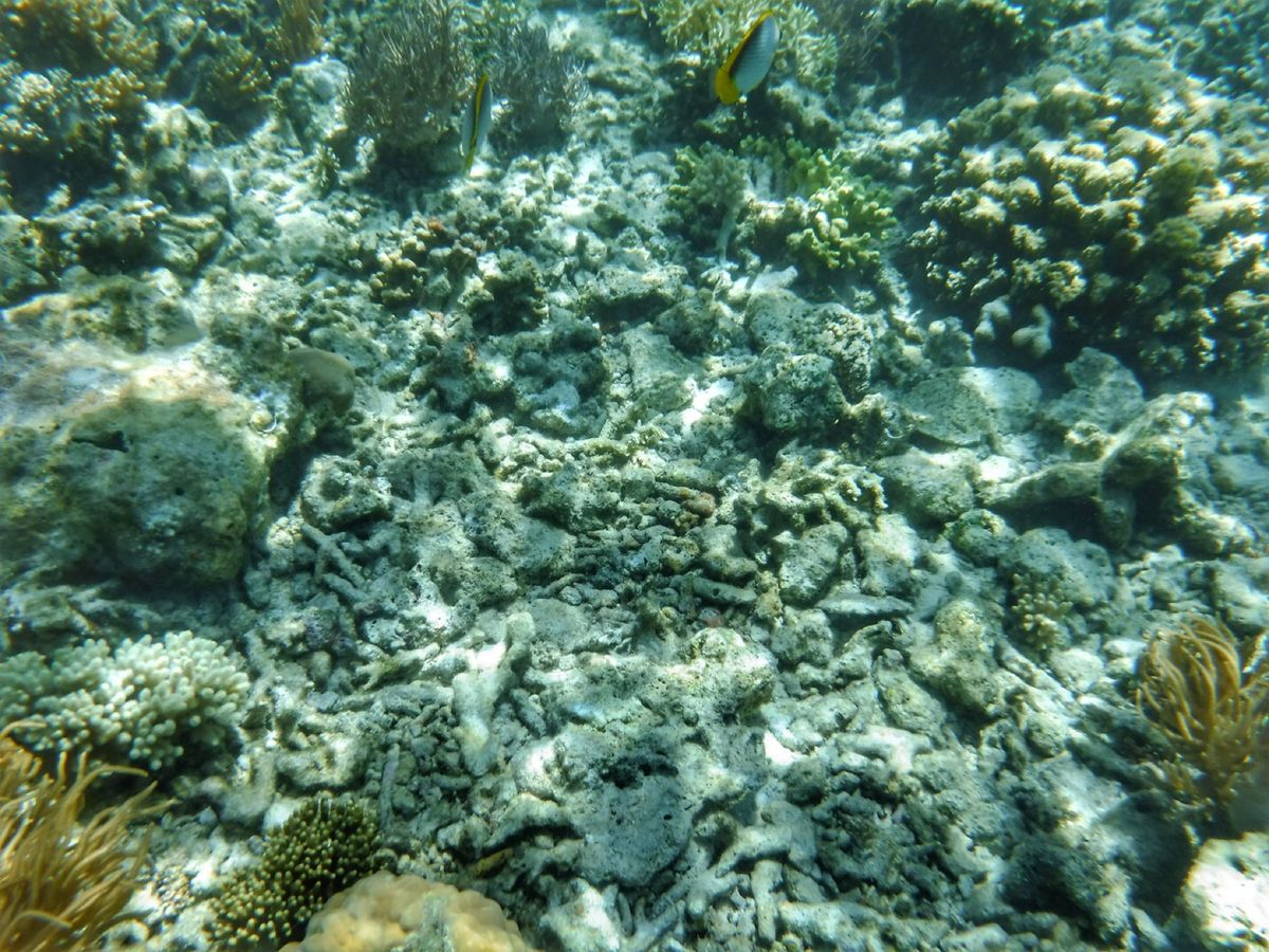 22nd Feb. 2016 pic📷

ジンベイザメから移動してシュノー...