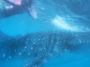22nd Feb. 2016 pic📷

わーい♡
一緒に泳いでる〜🦈*°