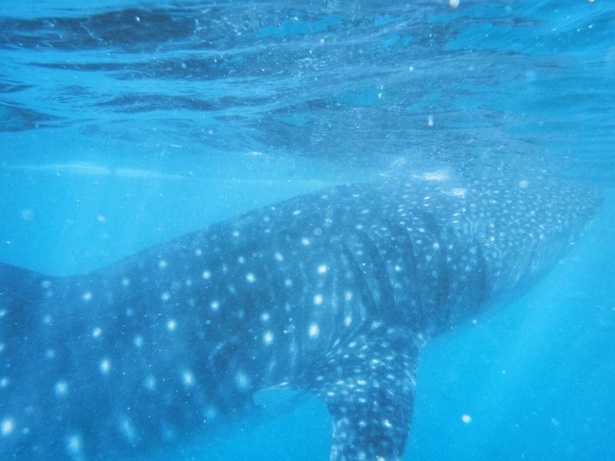 22nd Feb. 2016 pic📷

Whale shark🦈
ジンベ...