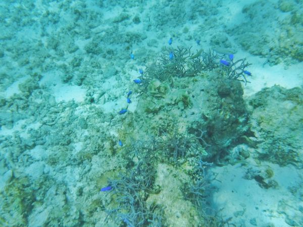 フィリピン・セブ島「Philippines🇵🇭Cebu 第5回母娘旅行👩‍👧」の写真：22nd Feb. 2016 pic📷
...