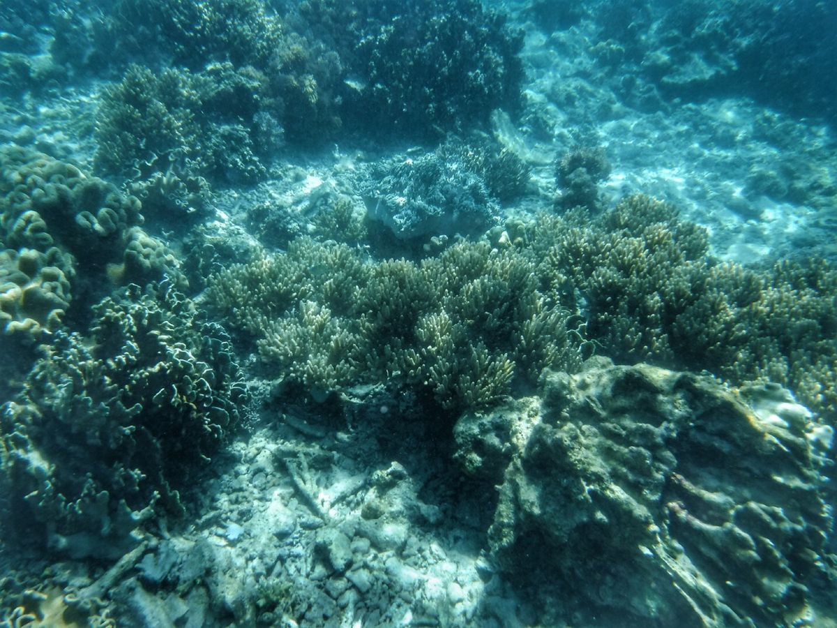 22nd Feb. 2016 pic📷

ジンベイザメから移動してシュノー...