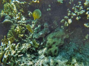 22nd Feb. 2016 pic📷

Moorish idol°･🐠
...
