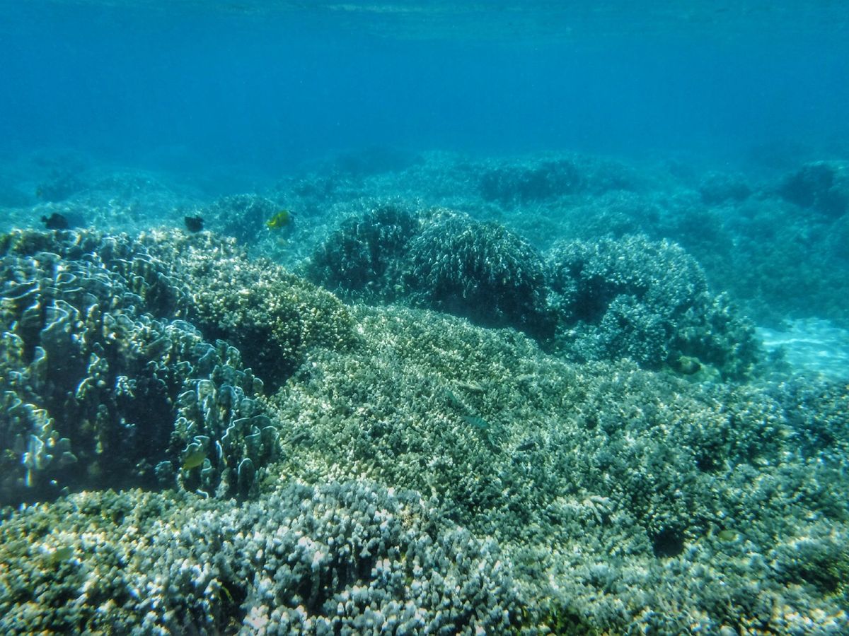 22nd Feb. 2016 pic📷

Moorish idol°･🐠
...