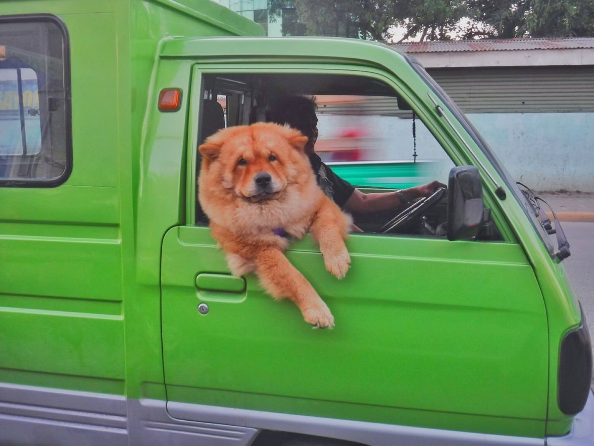 22nd Feb. 2016 pic📷

ふわふわワンチャン🐶💕
可愛いぃ...